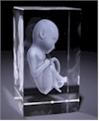 Foetus in glazen blok 